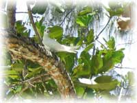 Fairy Tern Bird
